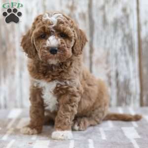 Hailey, Mini Labradoodle Puppy